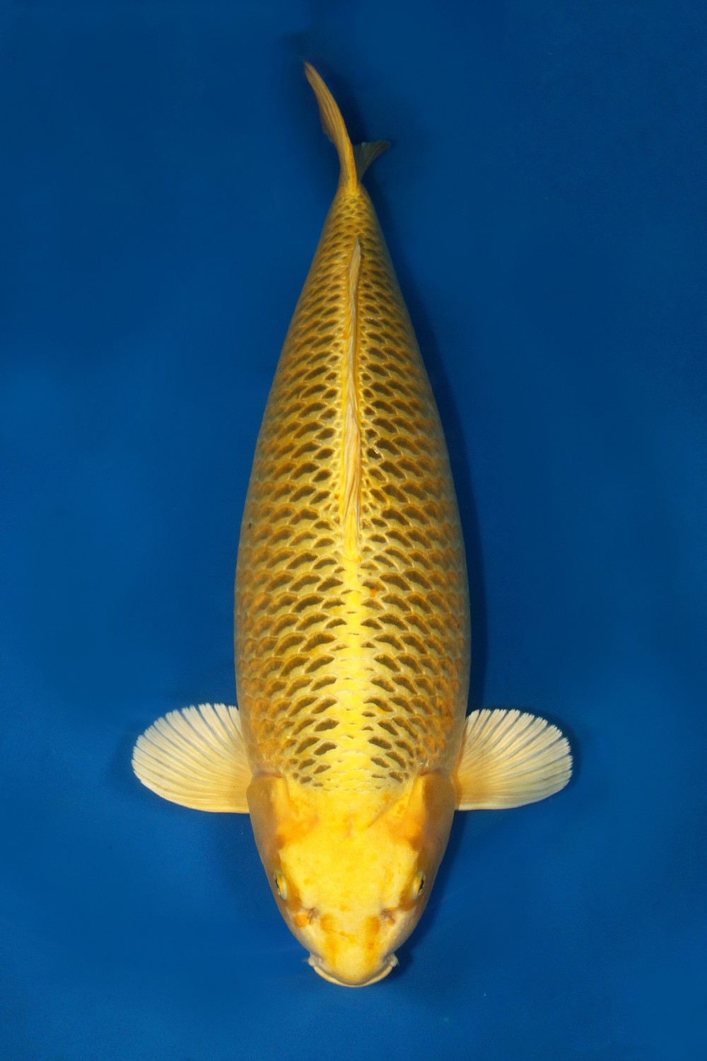 Juara 1