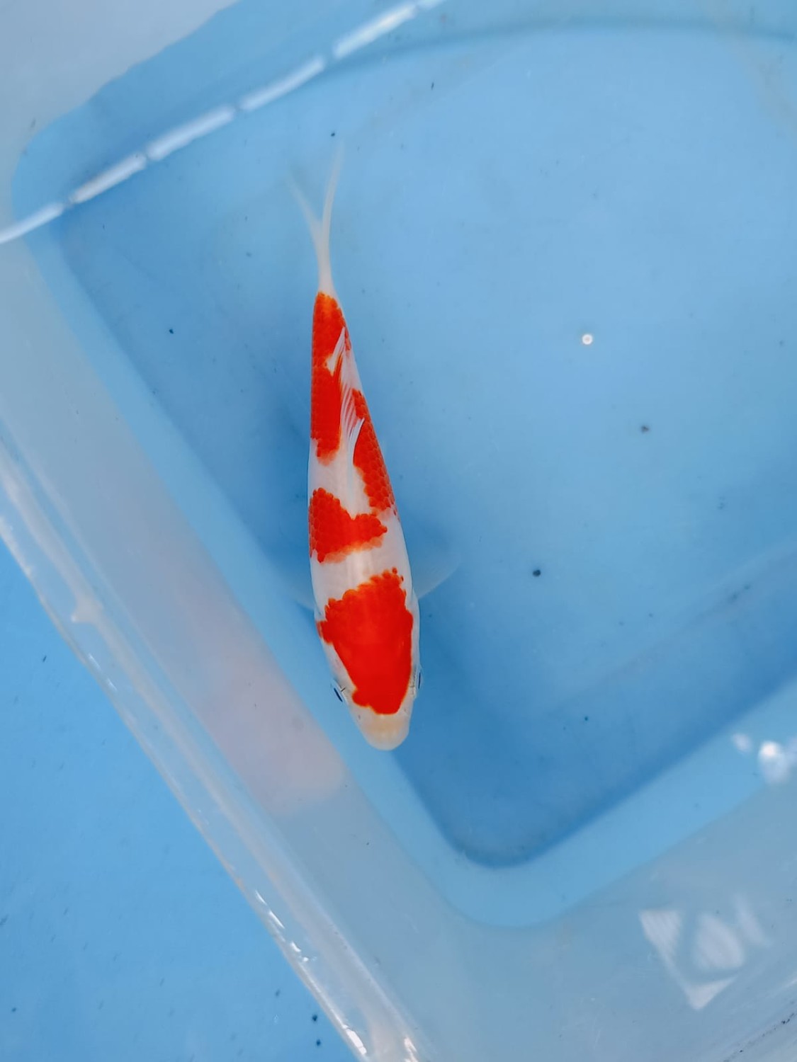 Juara 5