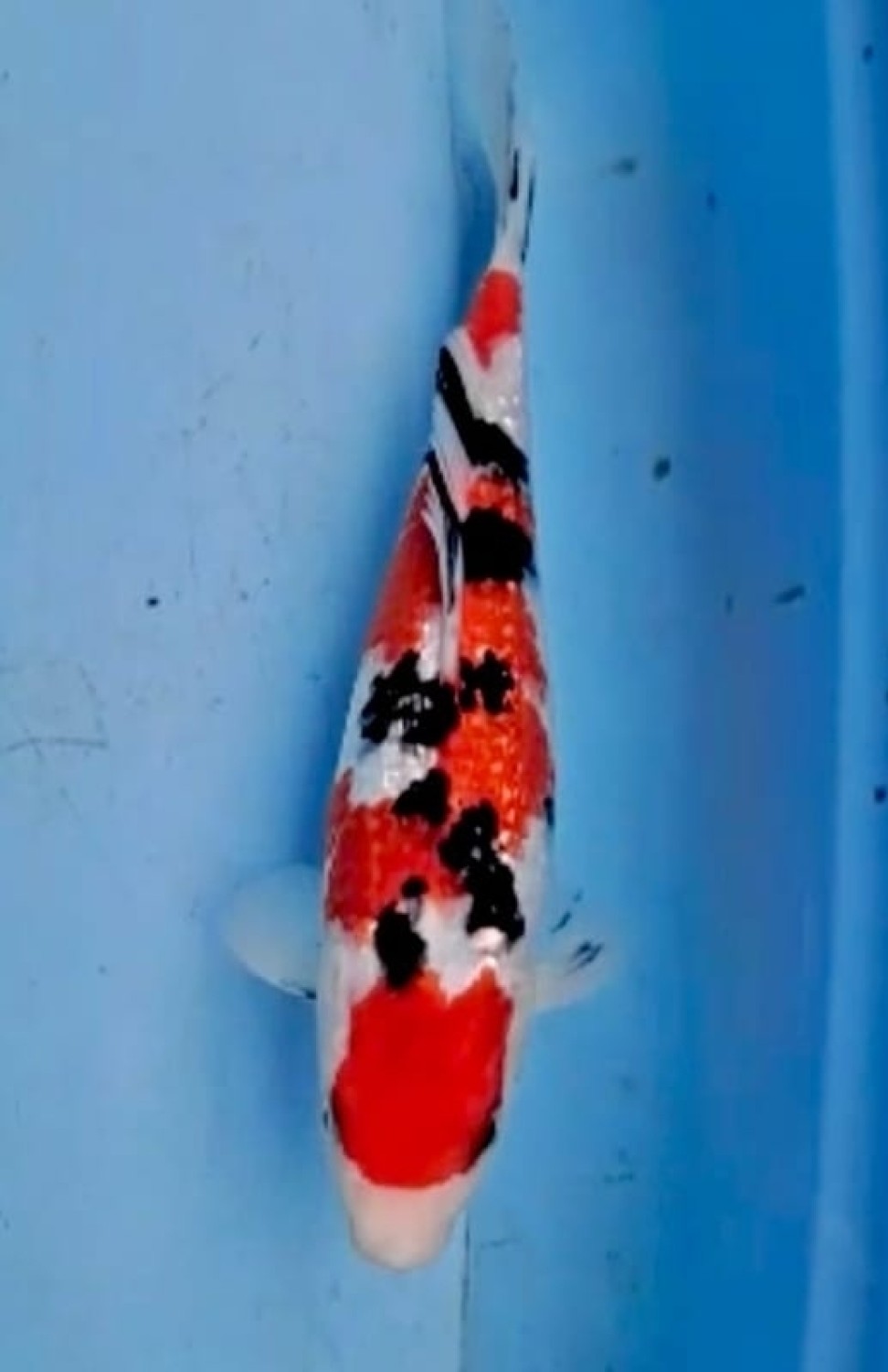 Juara 1