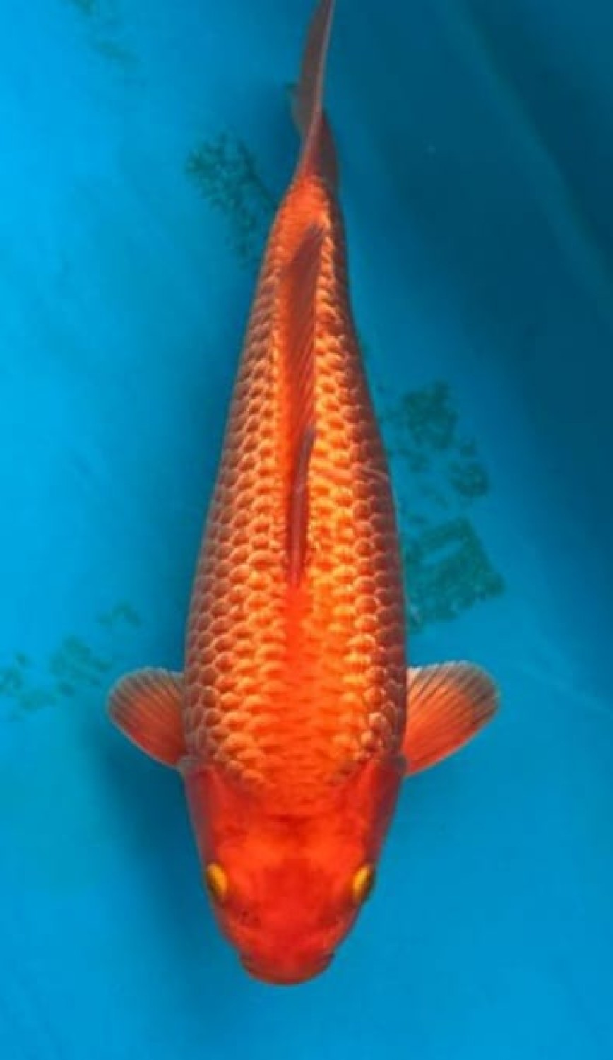 E. Kamboja Baby Champion