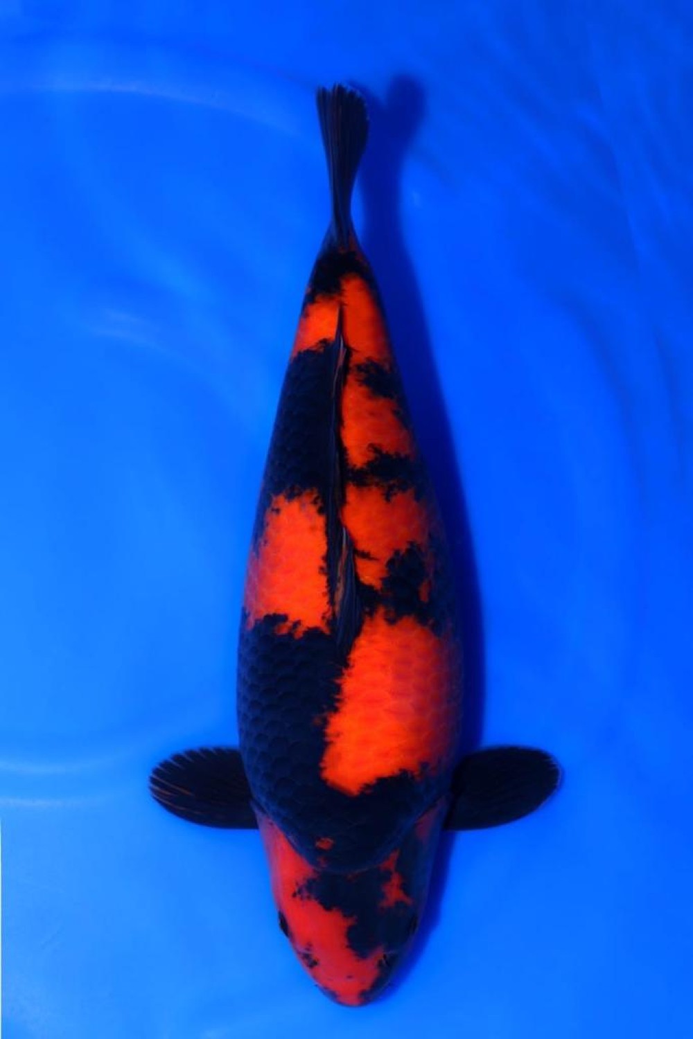 Juara 3