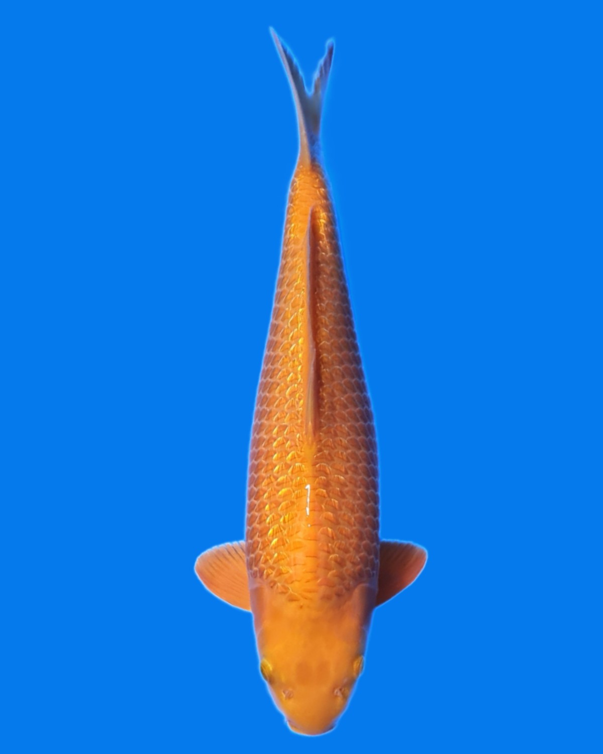 Juara 2