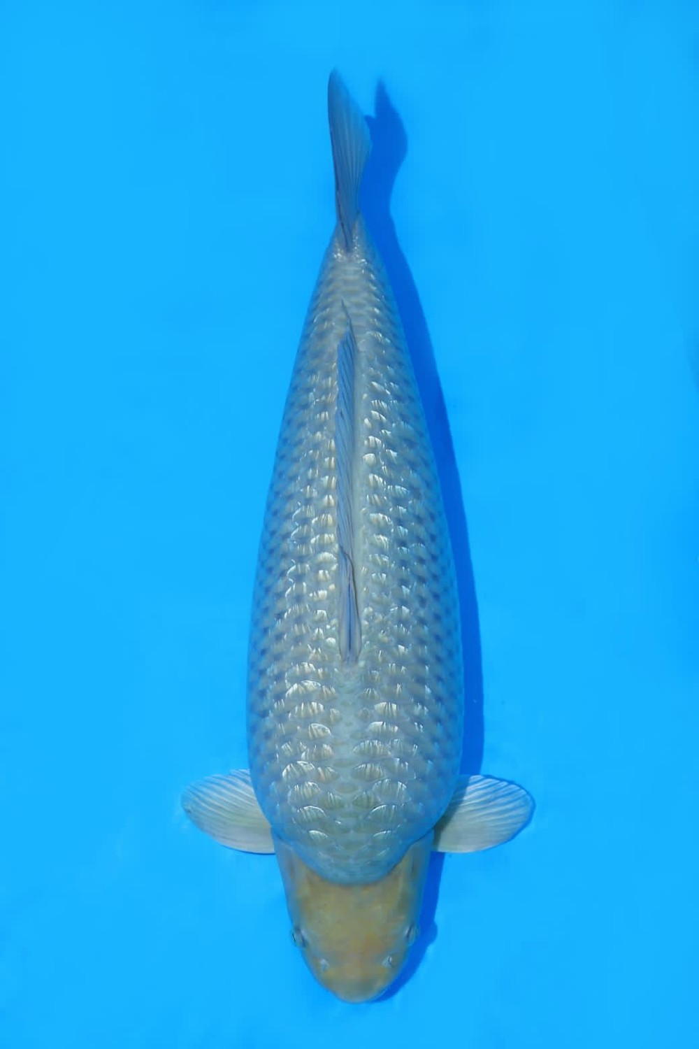 Juara 2