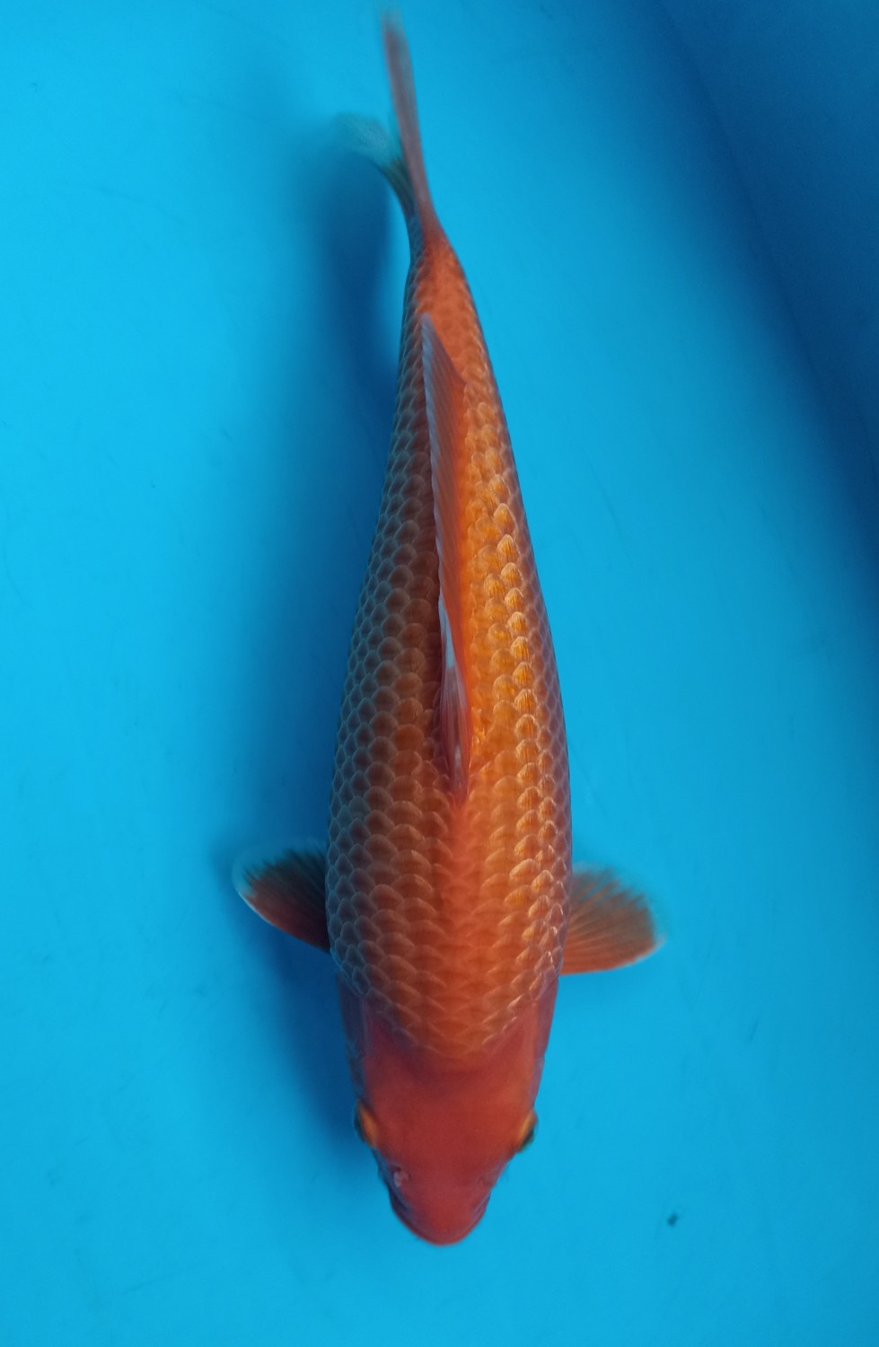 Juara 5