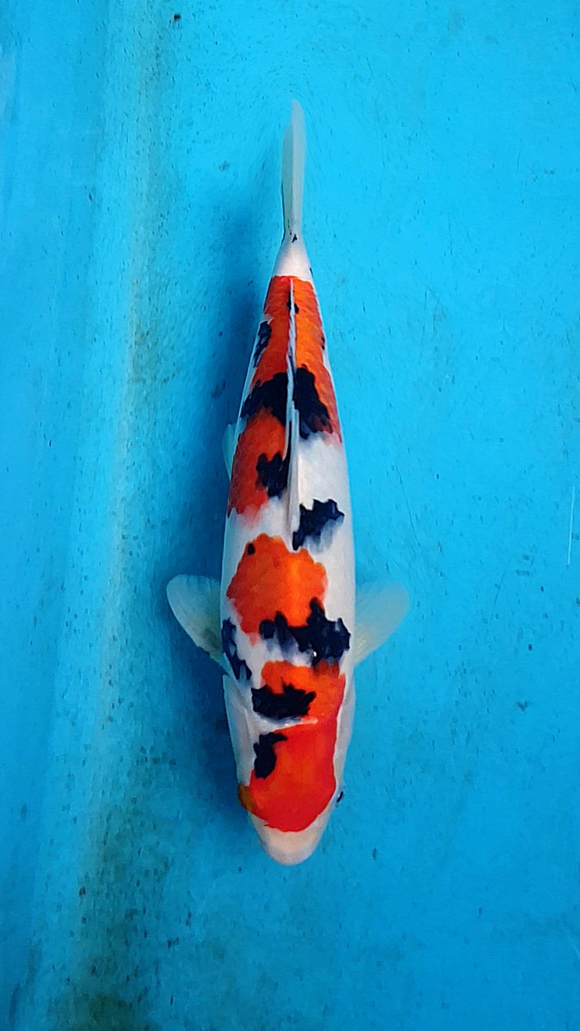Juara 5