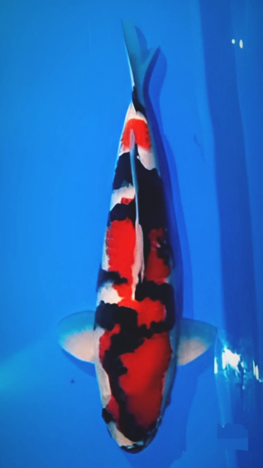 Juara 3