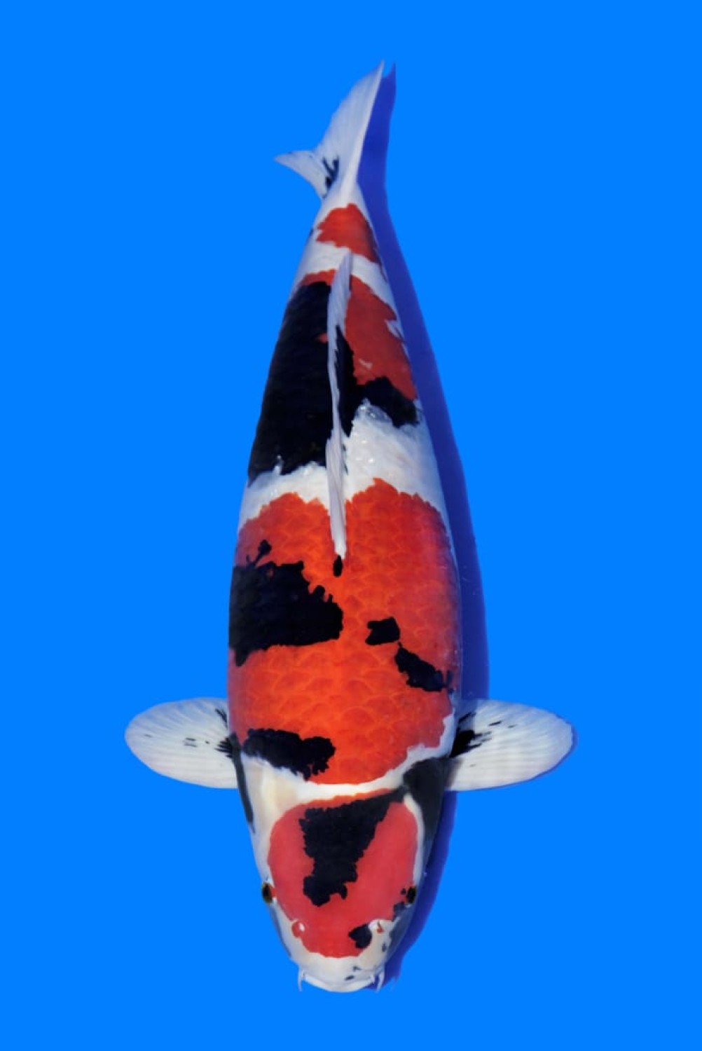 Juara 1