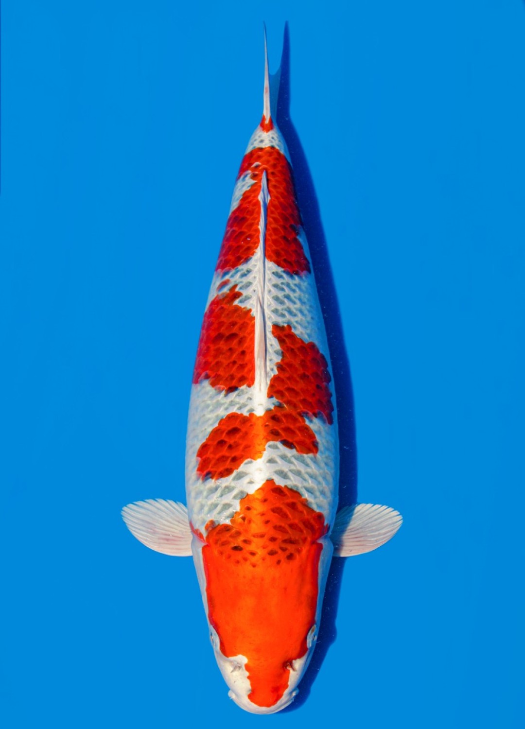 Juara 1