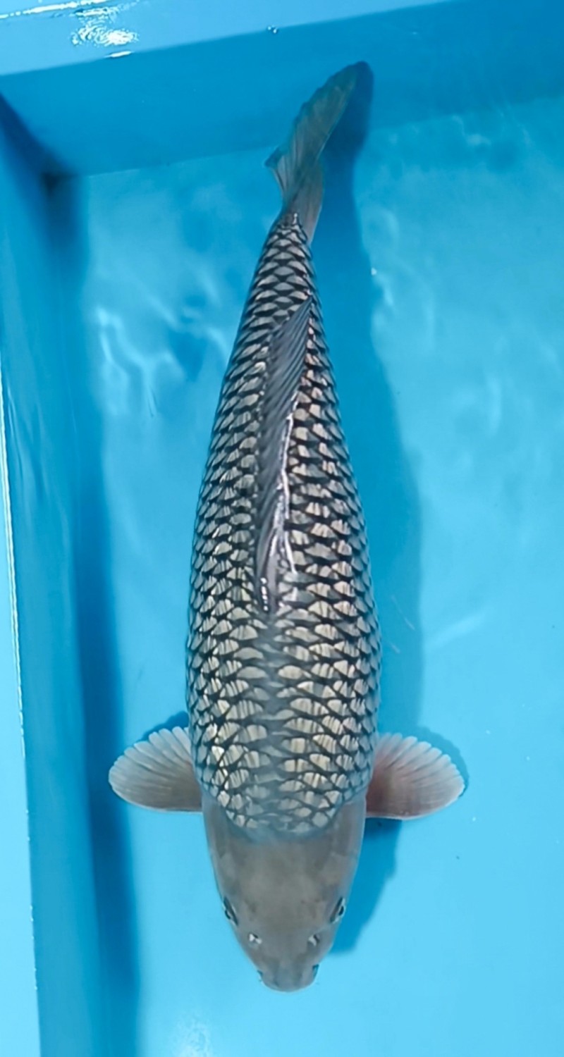 Juara 3
