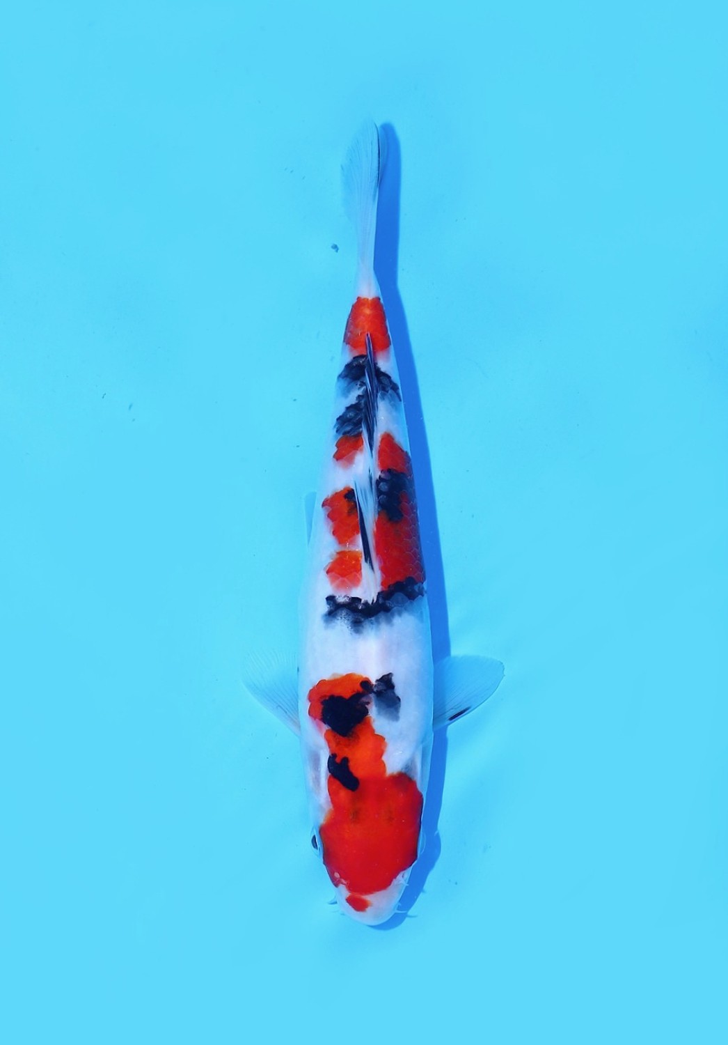 Juara 1