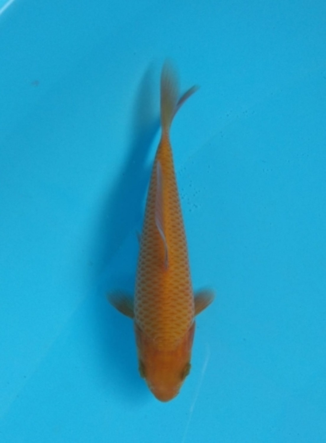 Juara 1