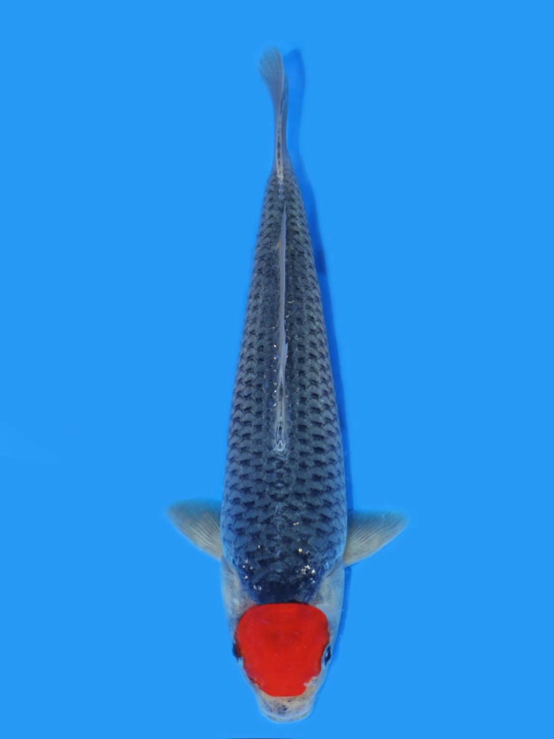 Juara 5