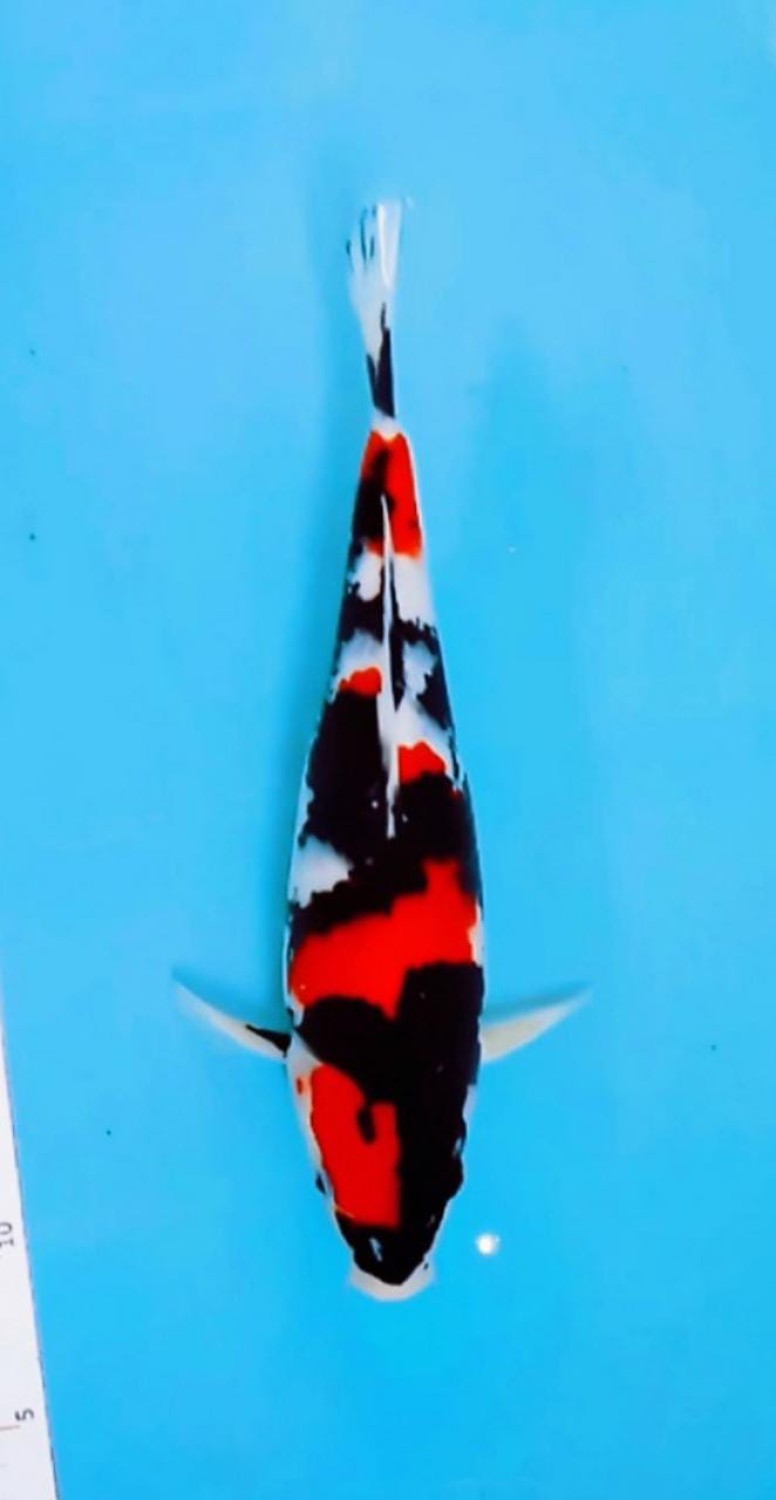Juara 5
