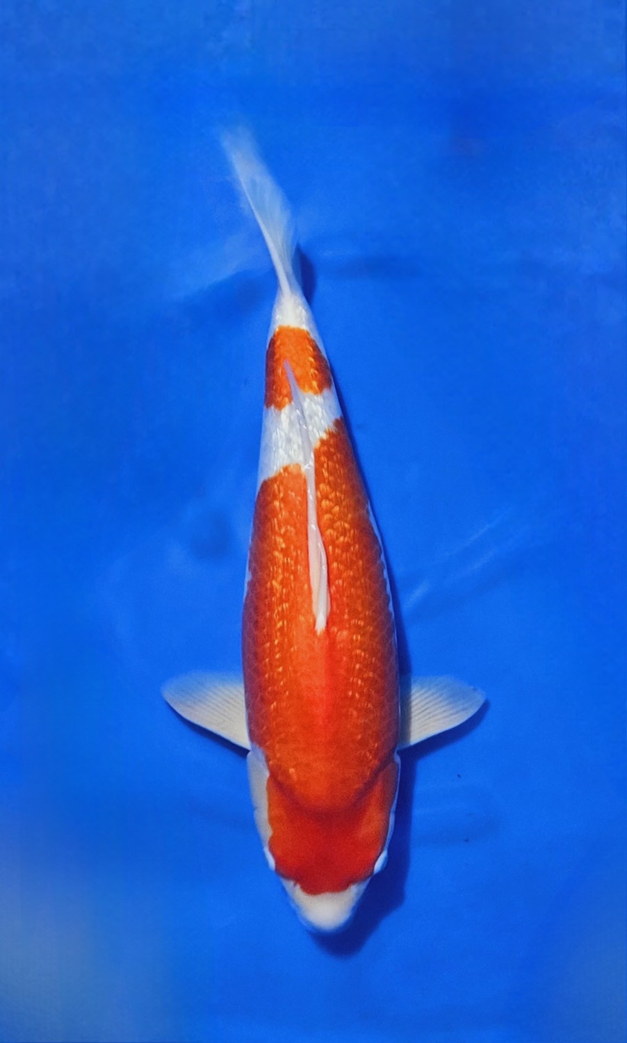 Juara 3