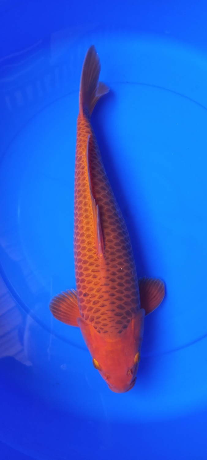 Juara 4