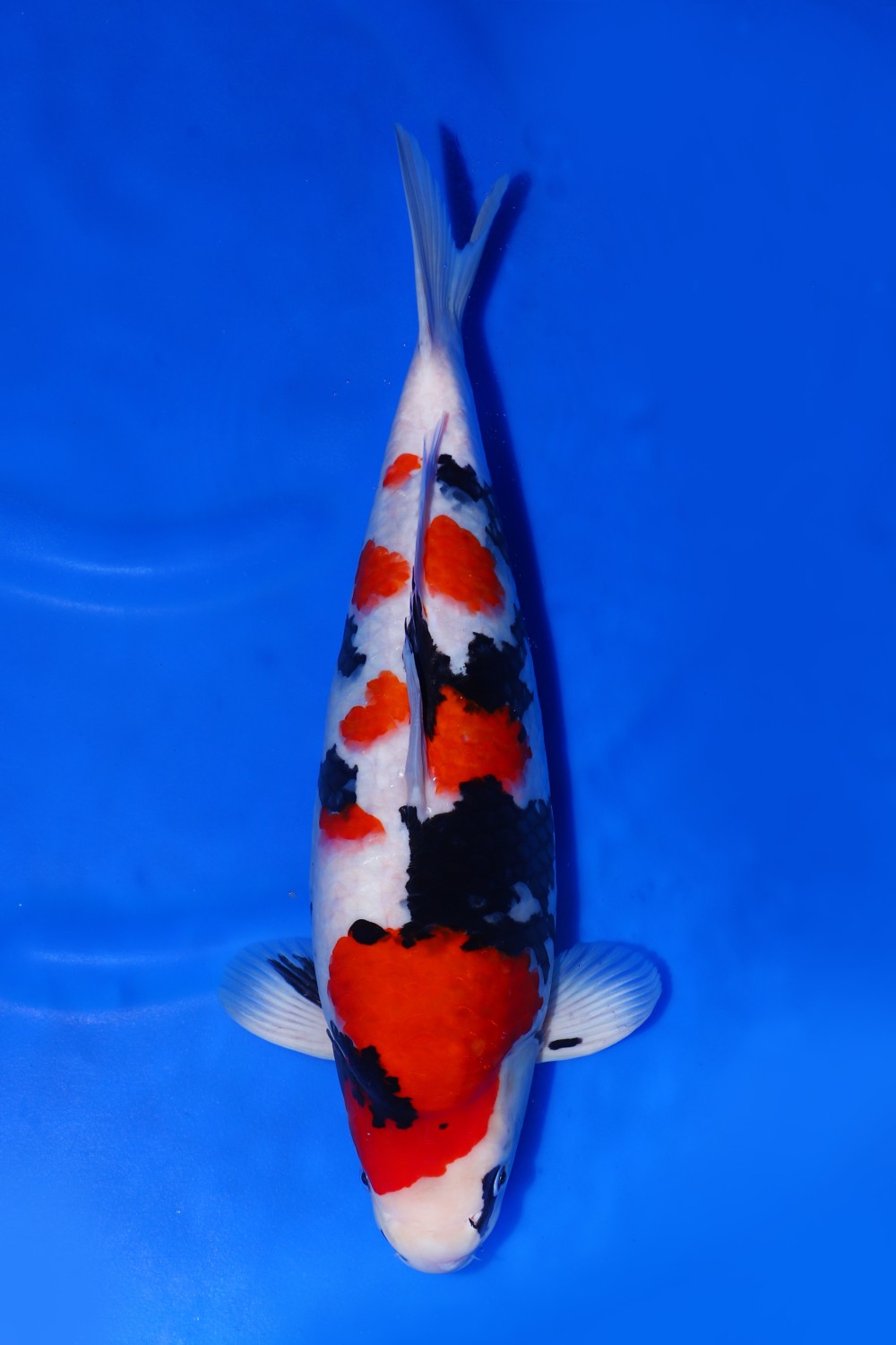 Juara 4