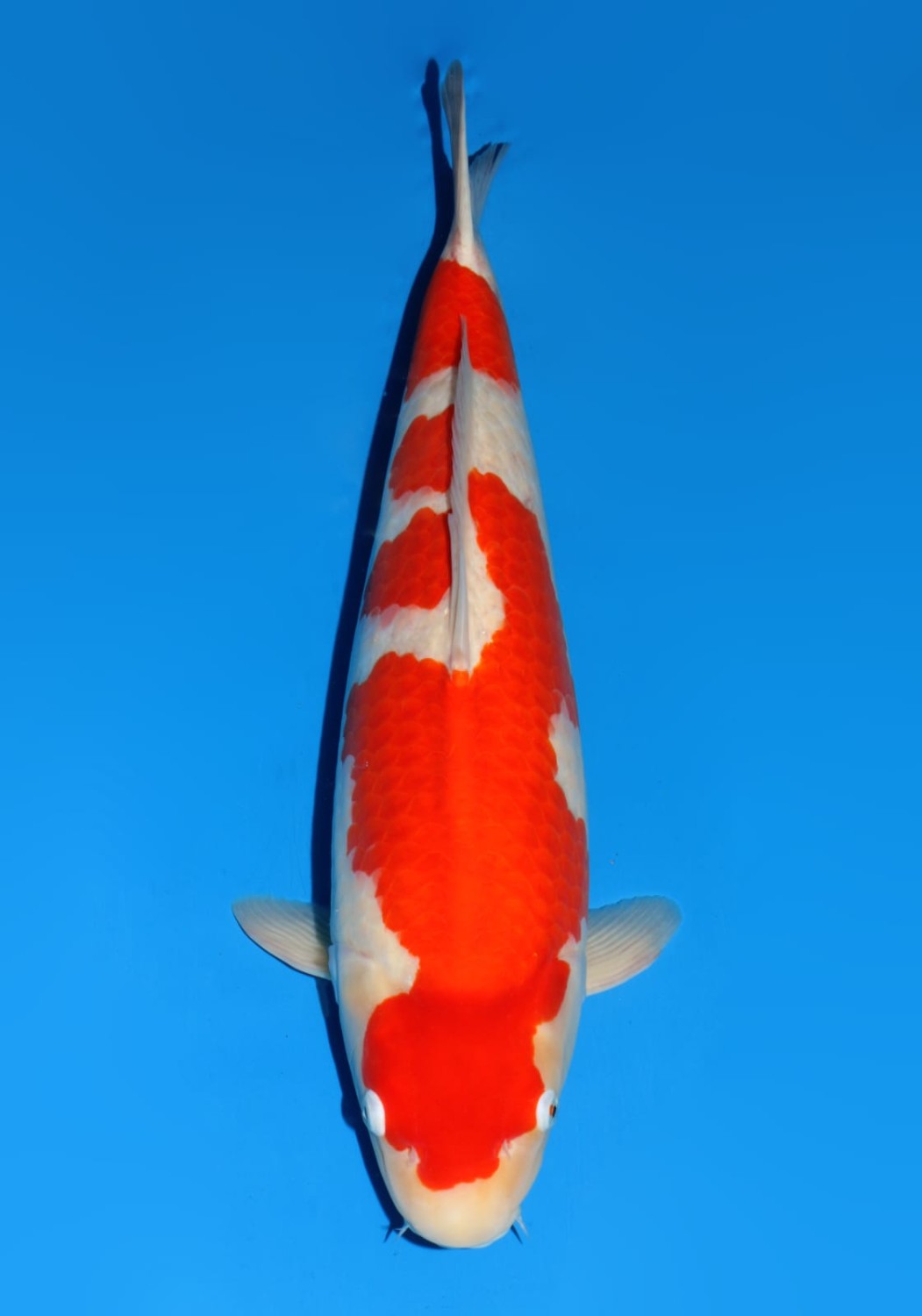 Juara 1