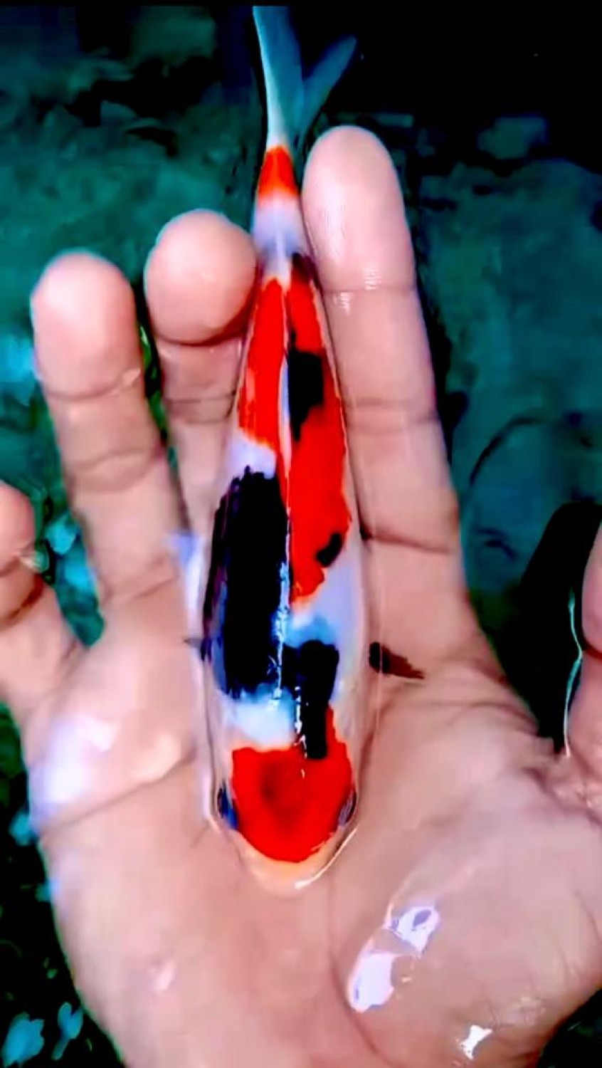 Juara 4