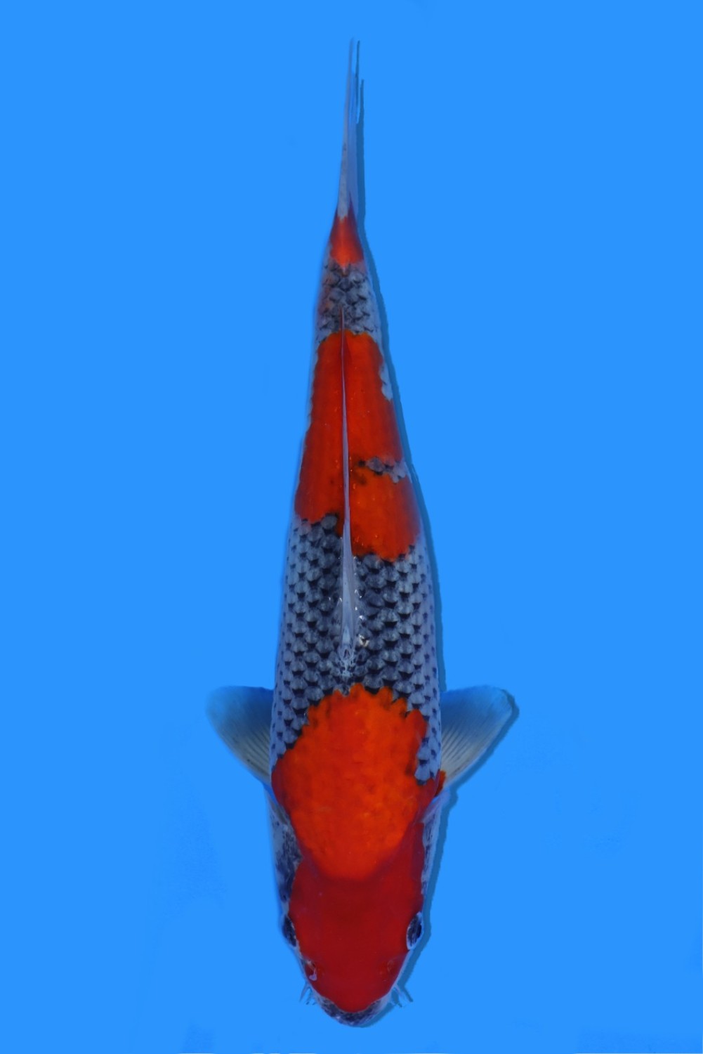 Juara 1