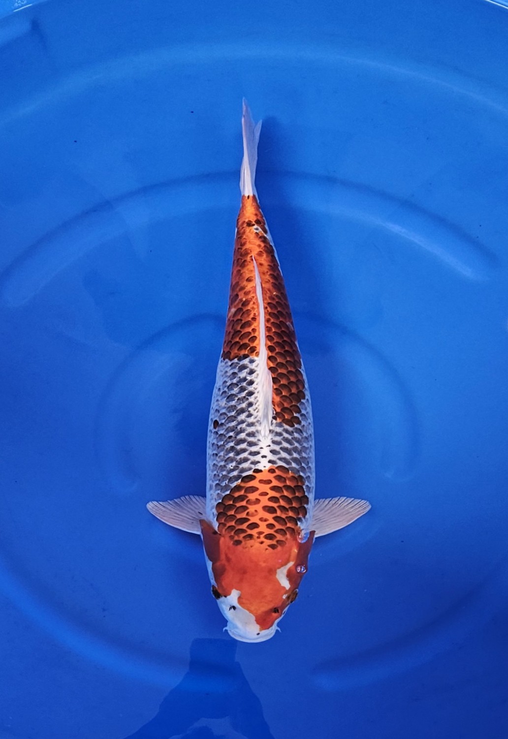 Juara 2