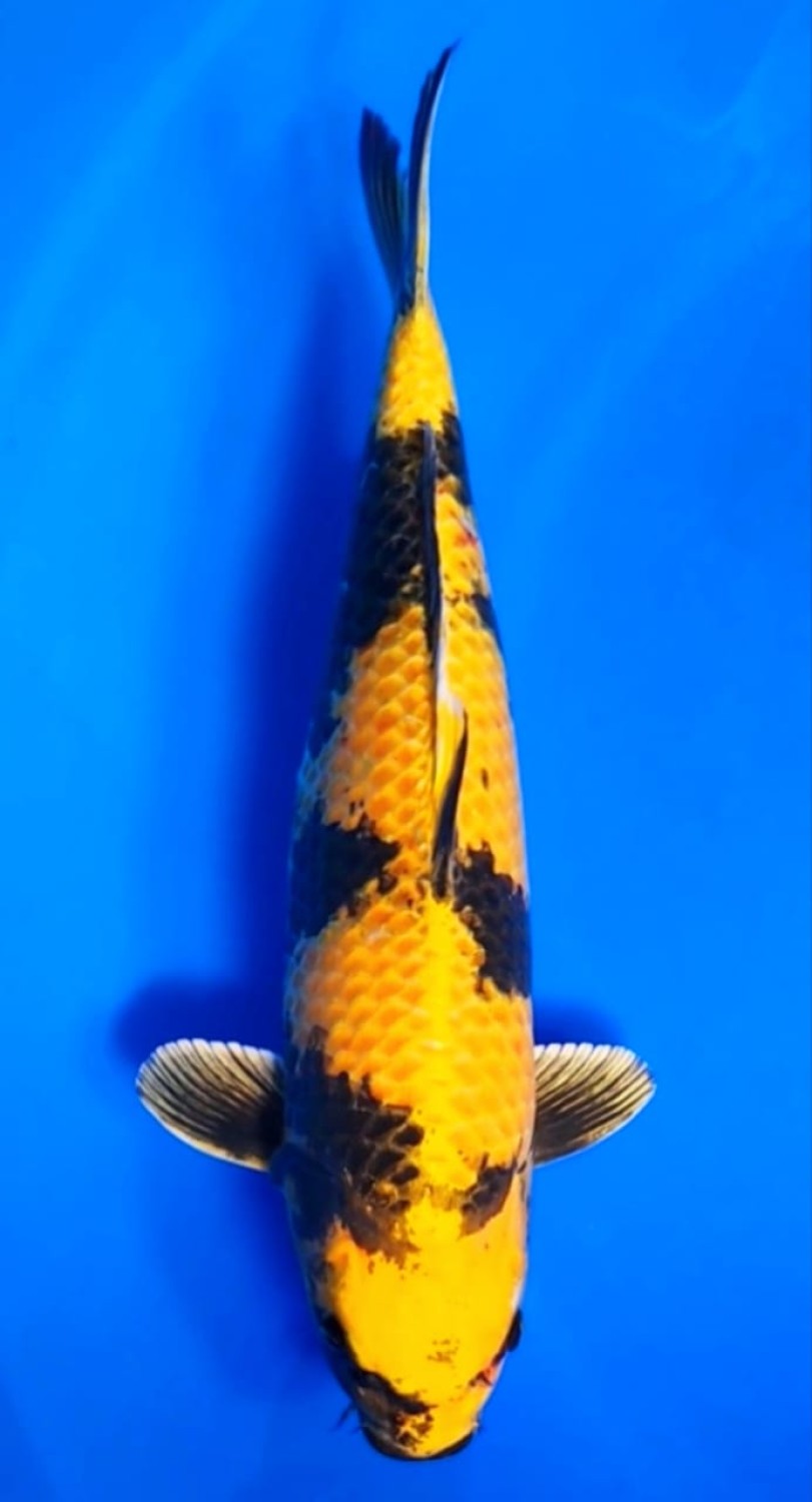Juara 3