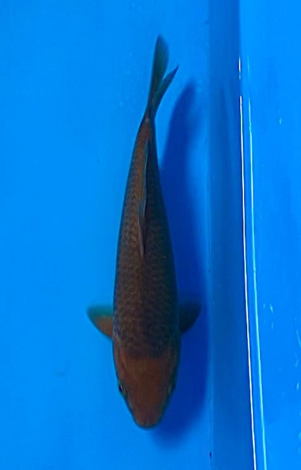 Juara 4
