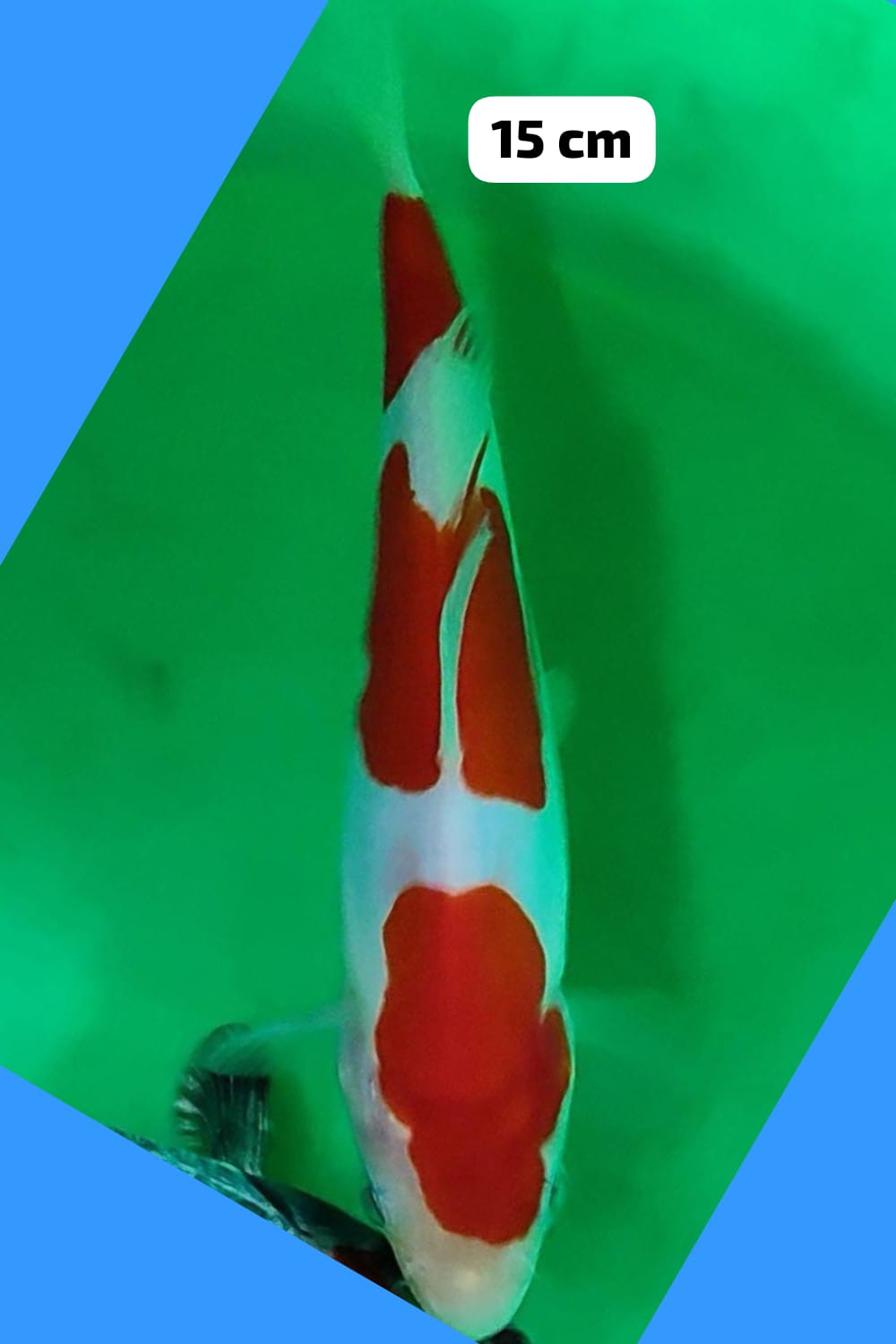 Juara 2