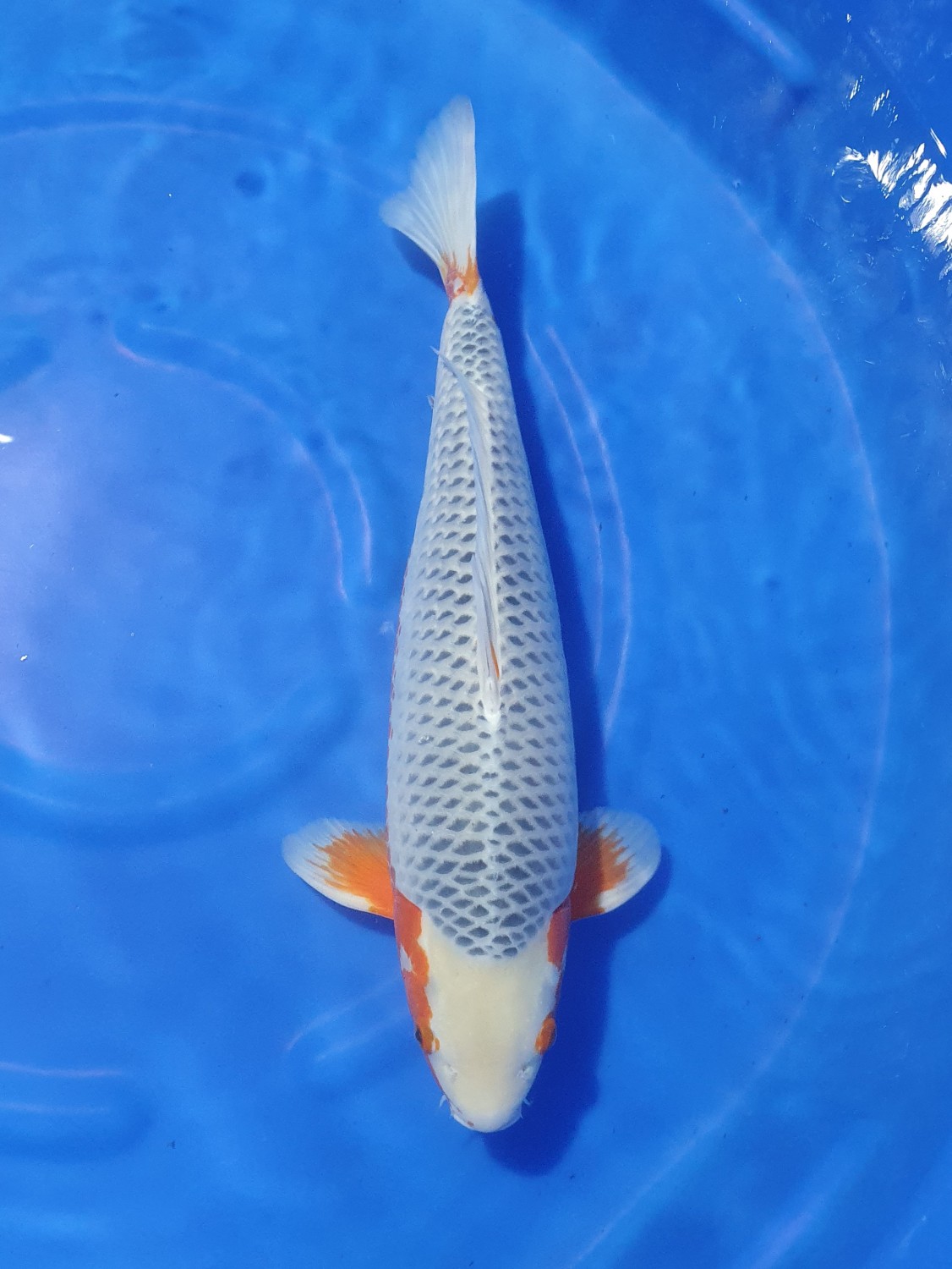 Juara 1