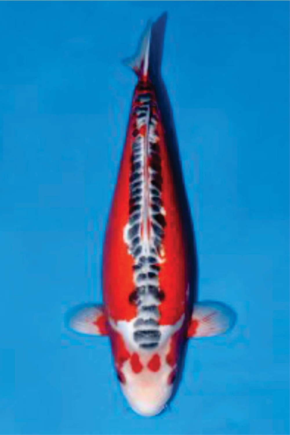 D. Cempaka Prize 66 - 70 cm