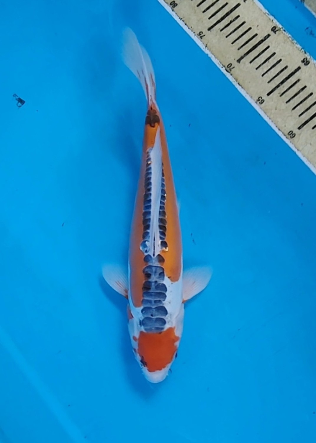 Juara 3