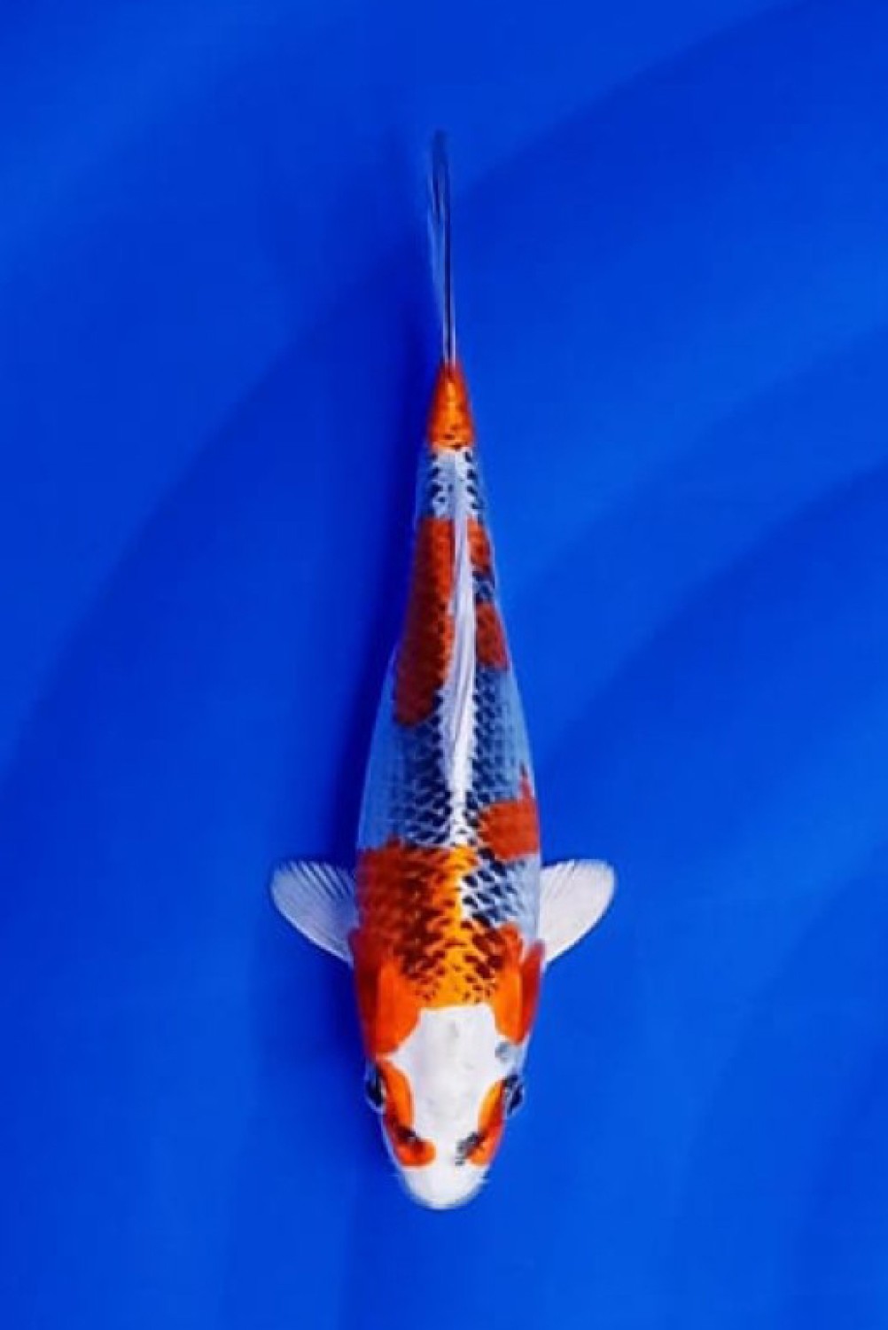 Juara 3