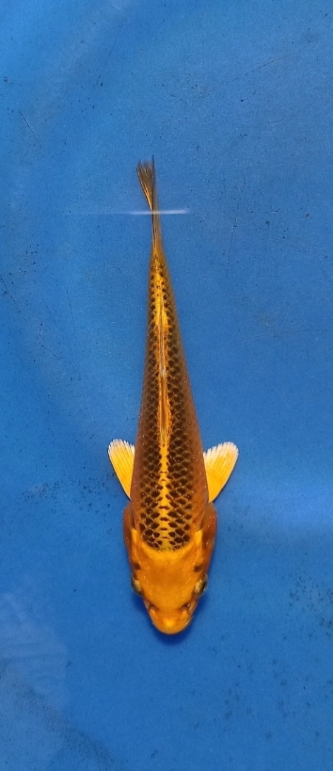 Juara 1