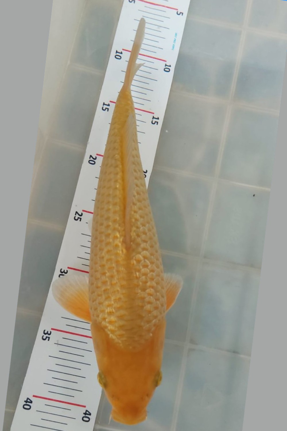 Juara 1