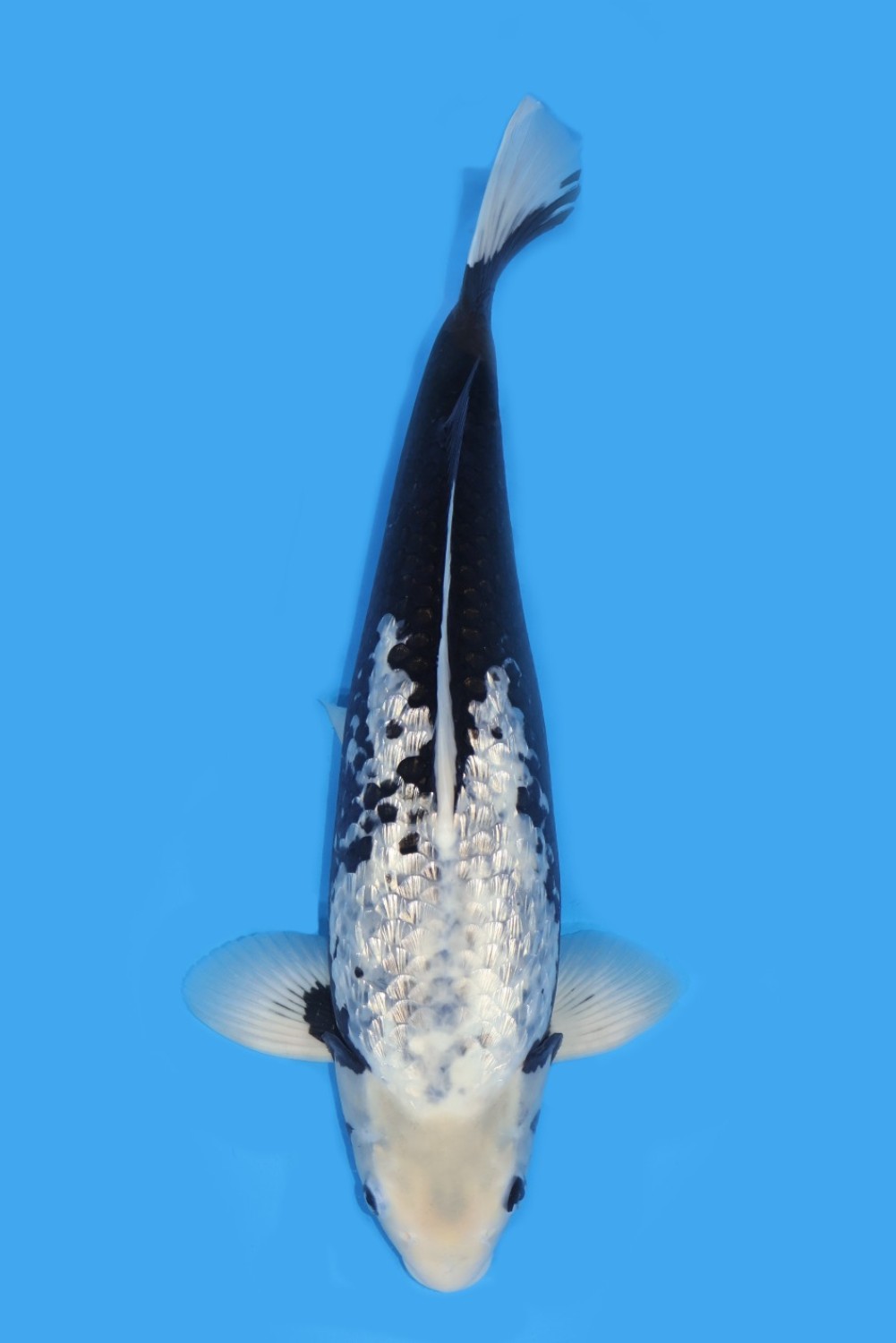 Juara 5