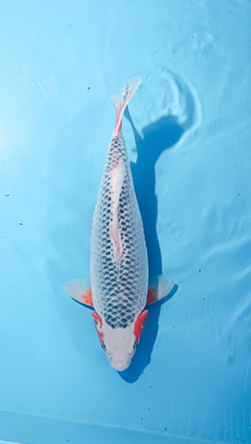 Juara 2