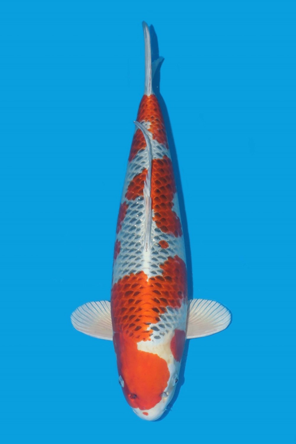 Juara 1