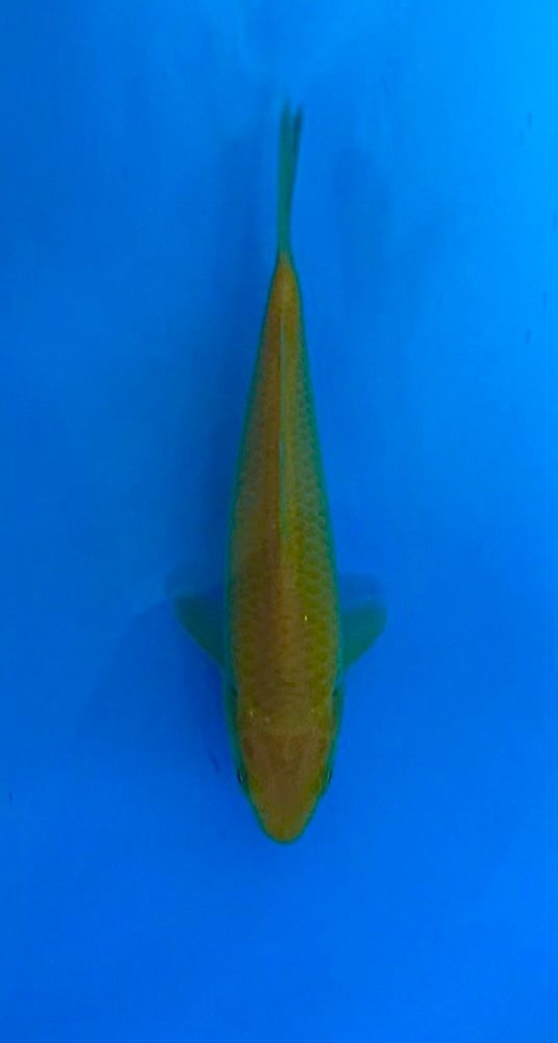 Juara 5