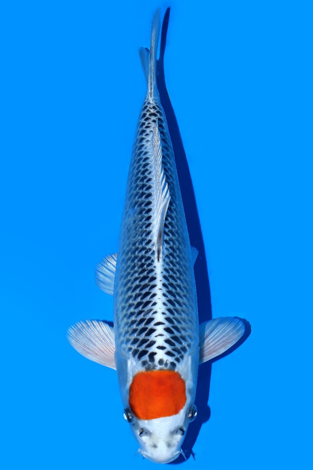 Juara 2