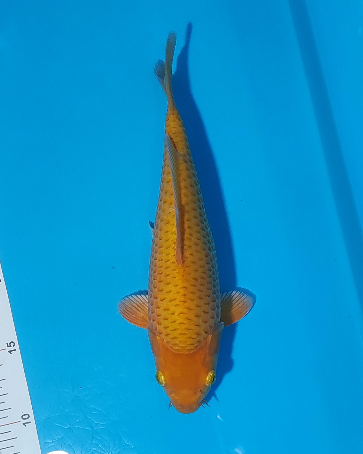 Juara 2
