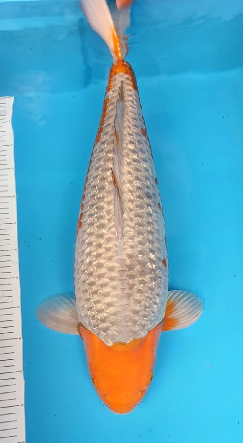 Juara 1
