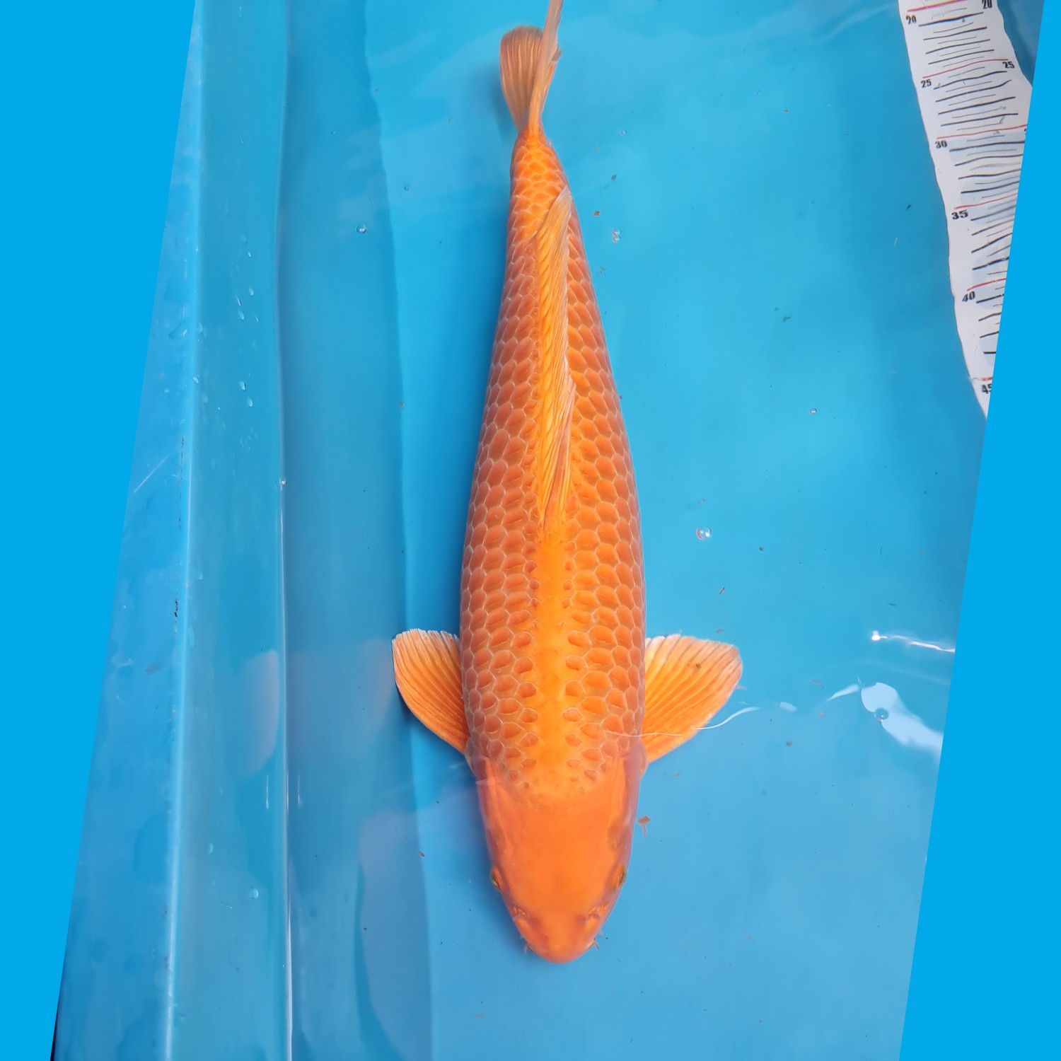 Juara 2