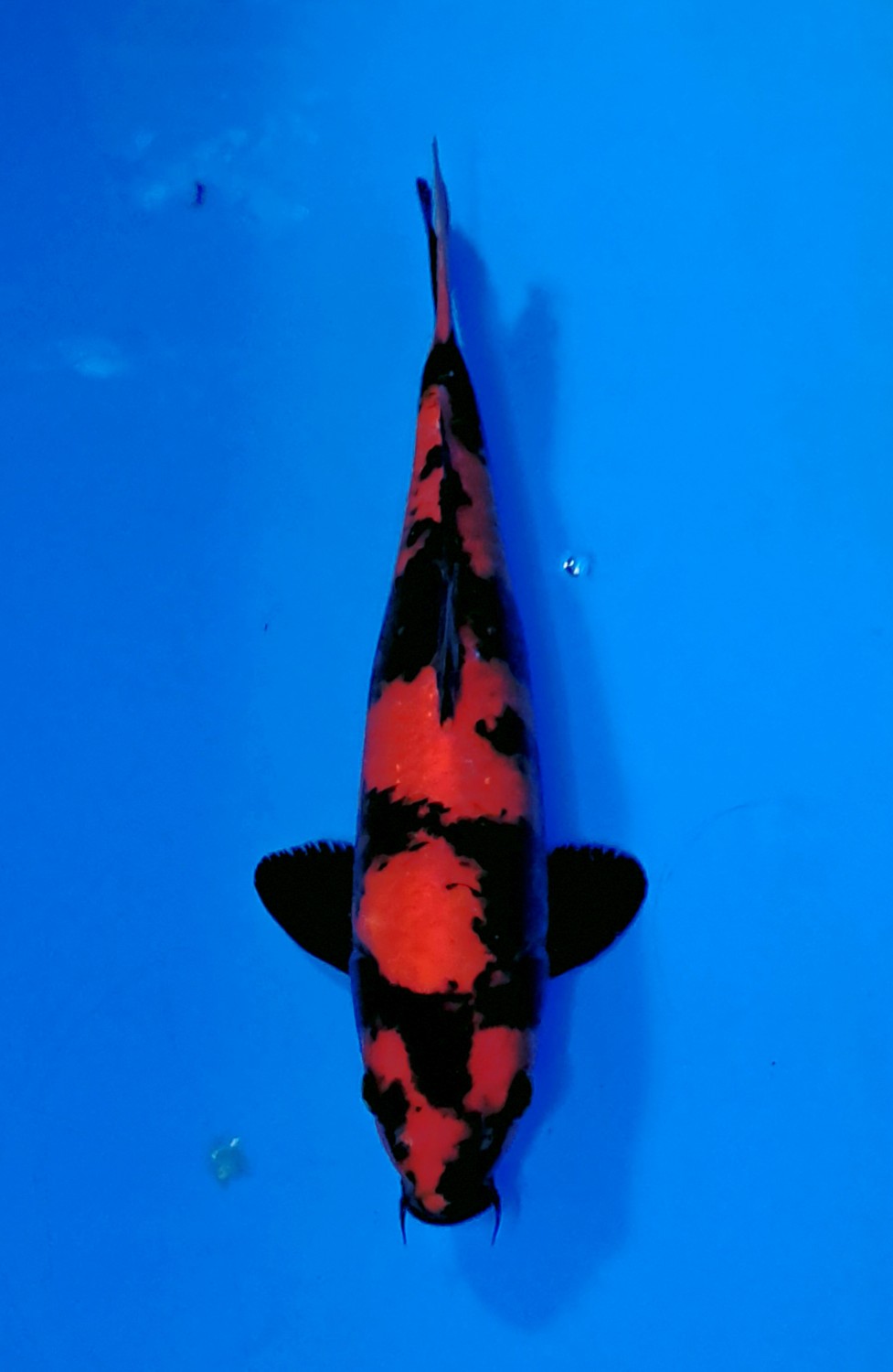 Juara 1