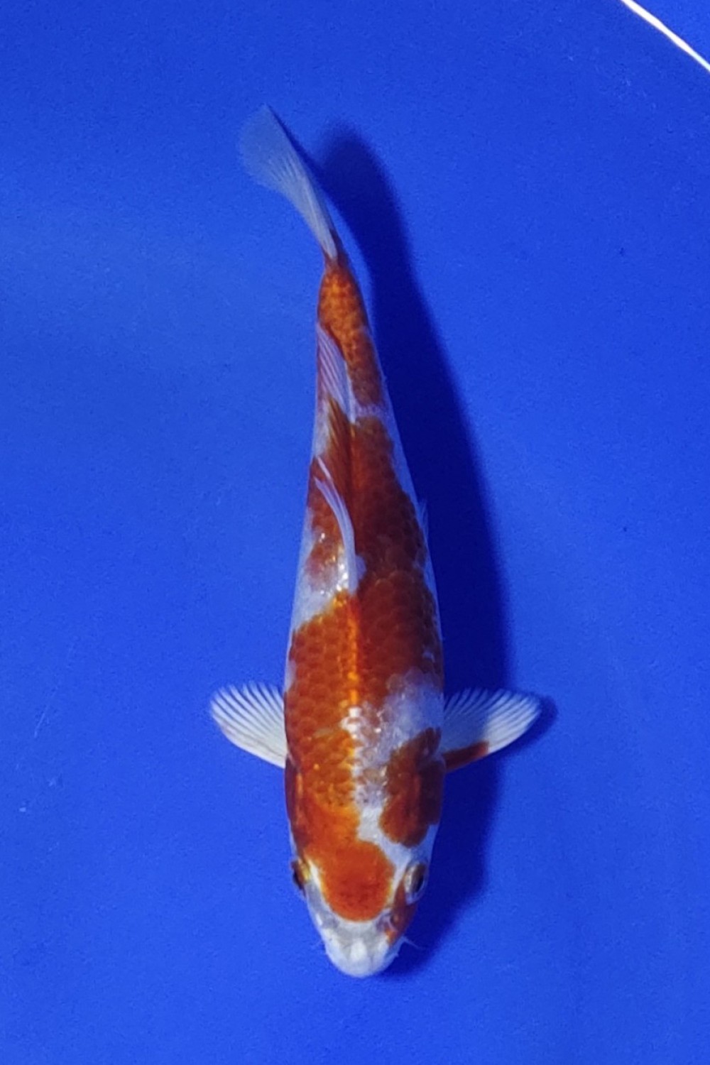Juara 5