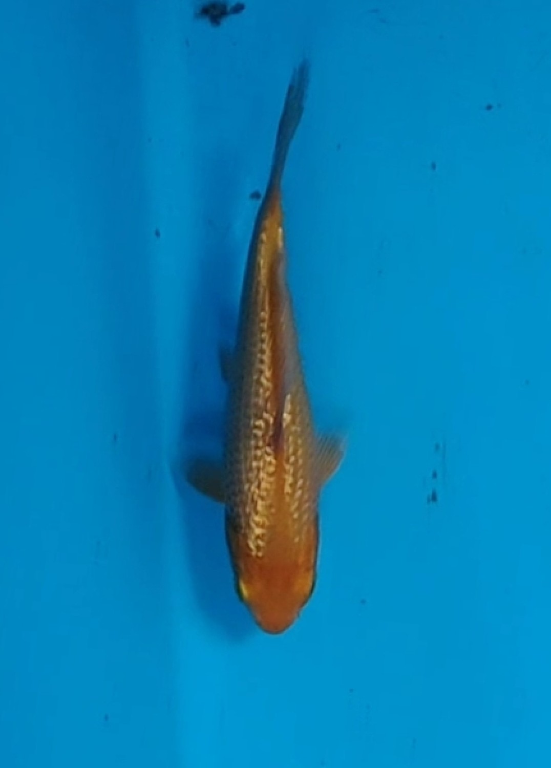 E. Kamboja Prize Up To 12 cm