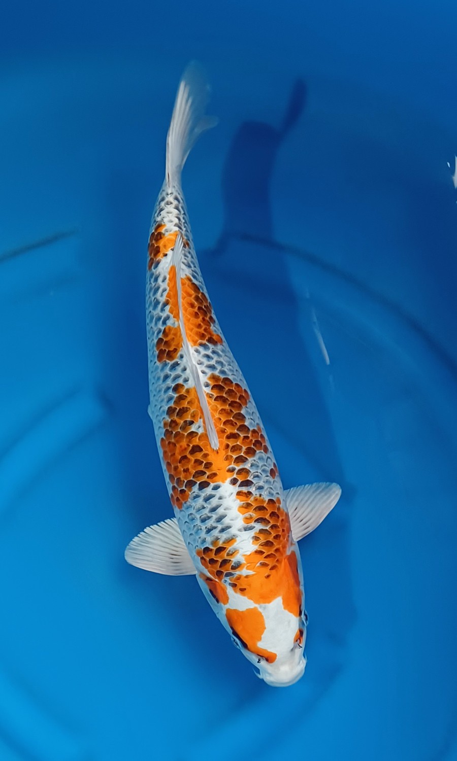 Juara 2