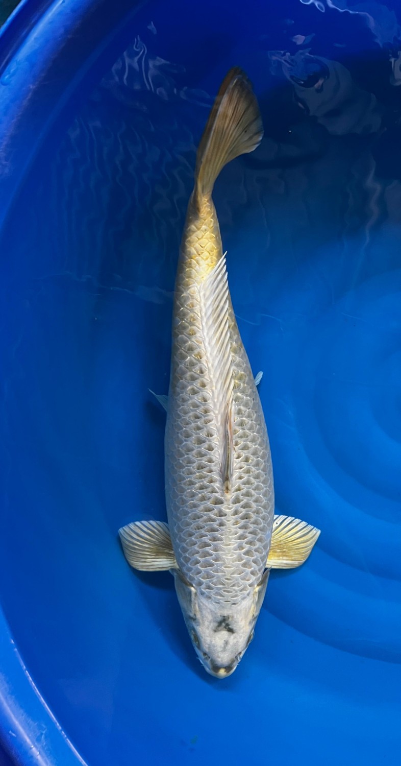 Juara 1