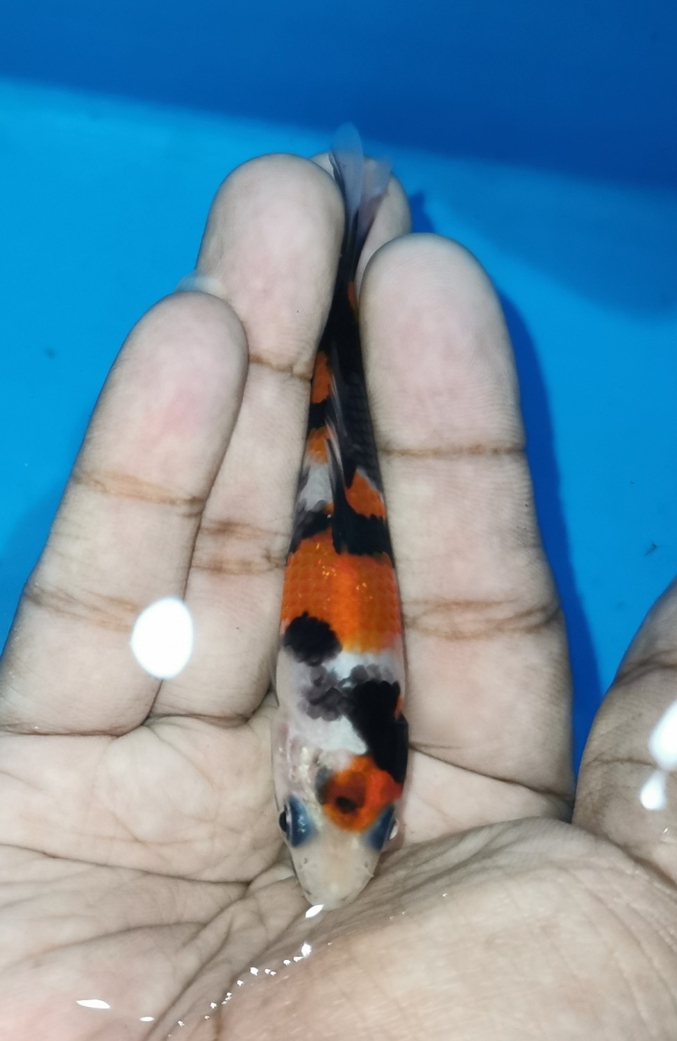 Juara 1