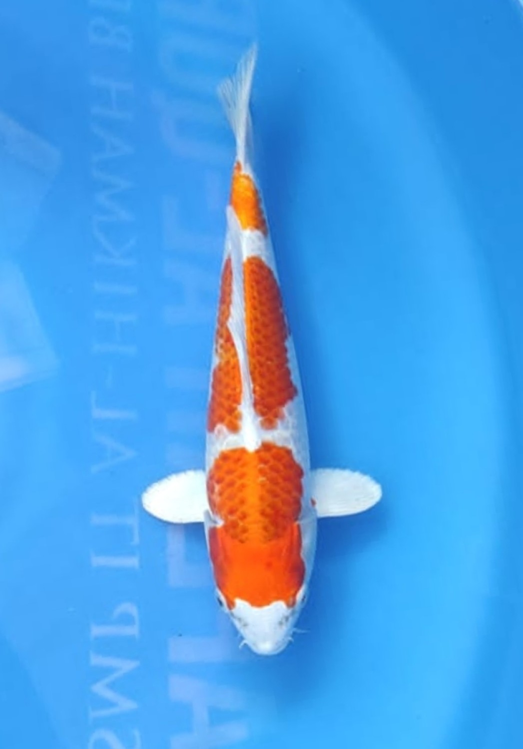 Juara 1