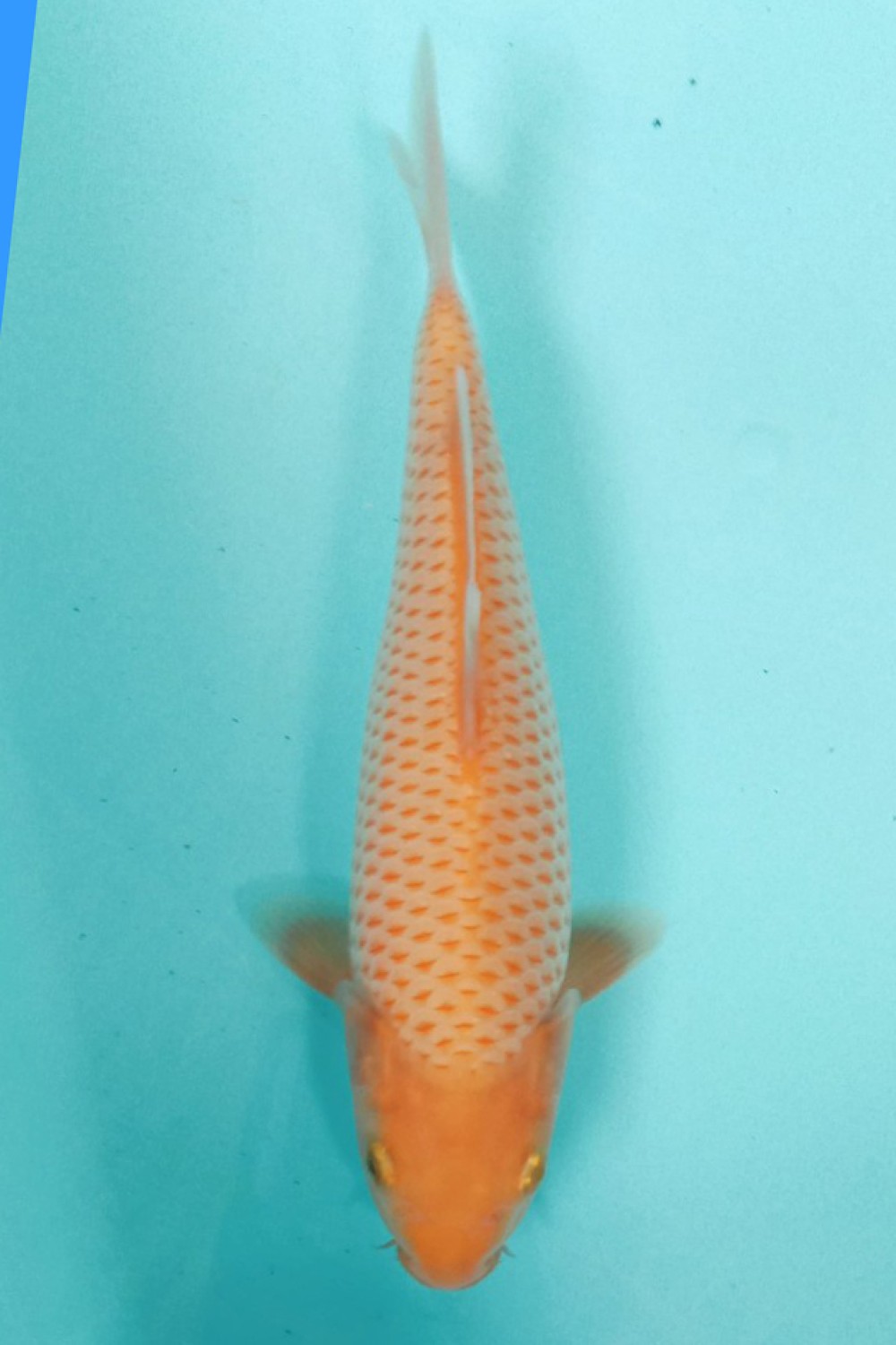 Juara 2