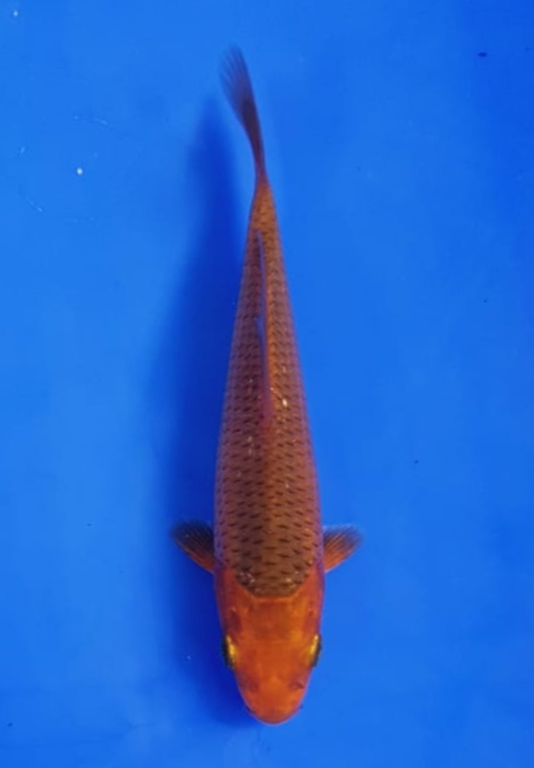 Juara 3